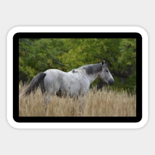 Wild Grey Horse Sticker